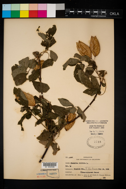 Staphylea trifolia image