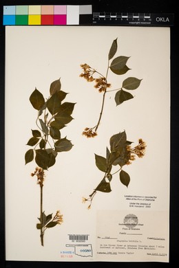 Staphylea trifolia image