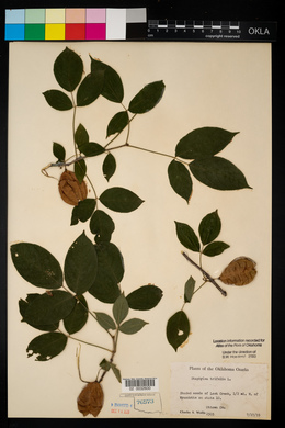 Staphylea trifolia image