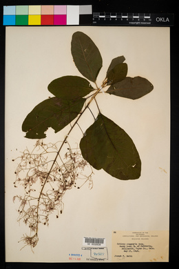 Cotinus coggygria image