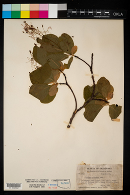 Cotinus obovatus image