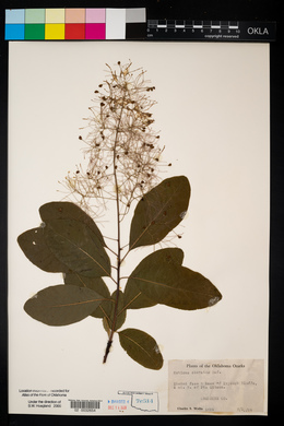 Cotinus obovatus image