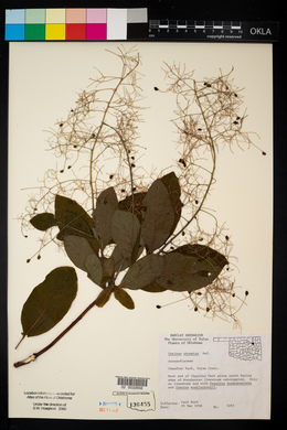 Cotinus obovatus image