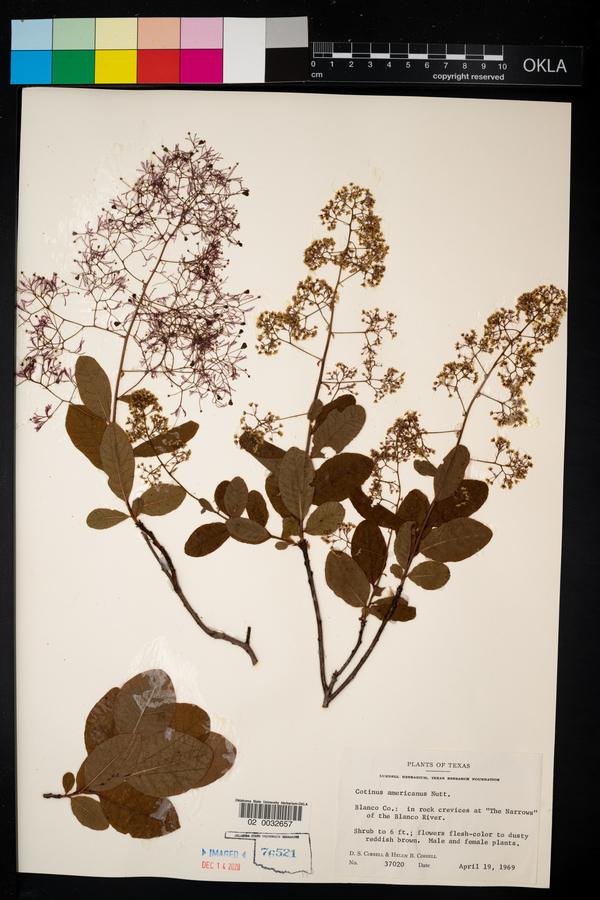 Cotinus americanus image