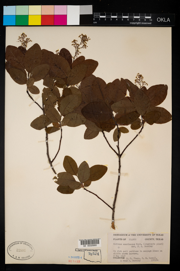 Cotinus image