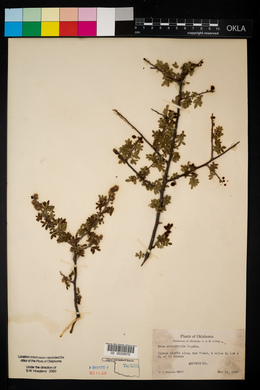 Rhus microphylla image