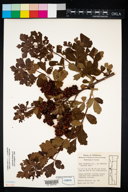 Rhus aromatica var. aromatica image