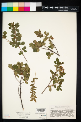 Rhus aromatica var. serotina image