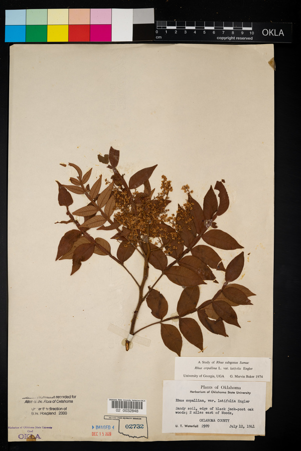 Rhus copallinum var. copallinum image