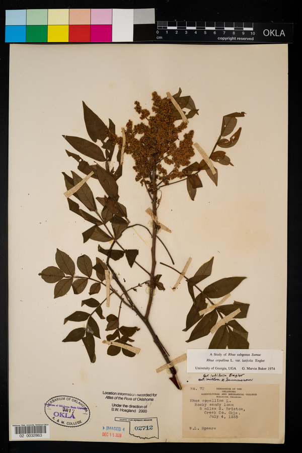 Rhus copallinum var. copallinum image