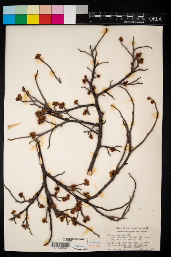 Rhus aromatica var. pilosissima image