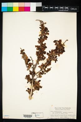 Rhus aromatica var. pilosissima image
