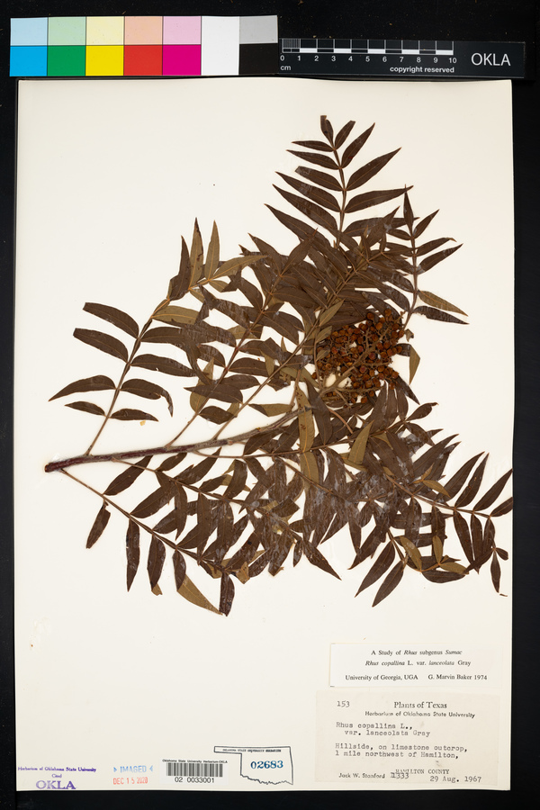 Rhus lanceolata image