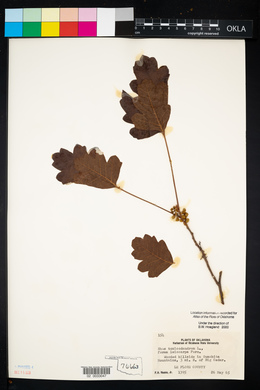 Toxicodendron pubescens image