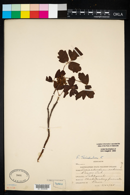 Toxicodendron pubescens image