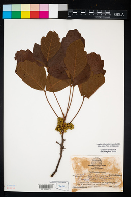 Toxicodendron pubescens image