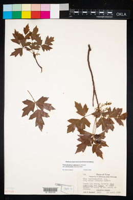 Toxicodendron radicans subsp. verrucosum image