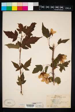 Acer monspessulanum image