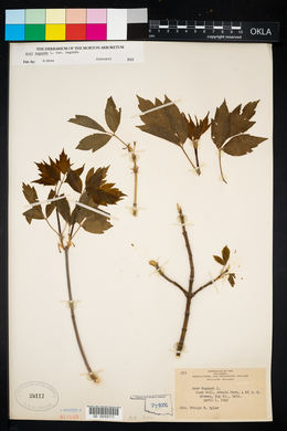 Acer negundo var. negundo image