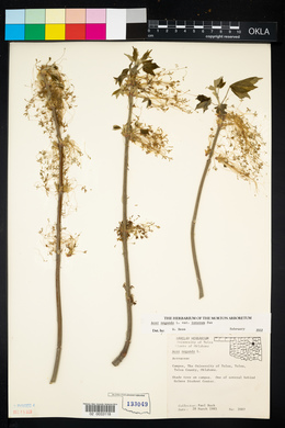 Acer negundo var. texanum image