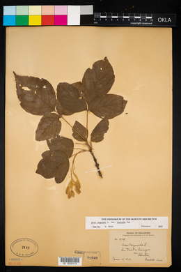 Acer negundo var. texanum image