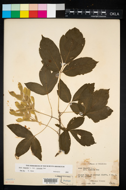 Acer negundo var. texanum image