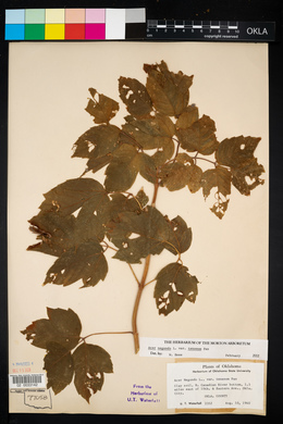 Acer negundo var. texanum image