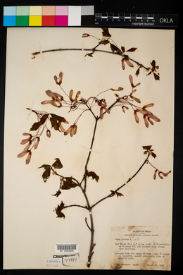 Acer rubrum image