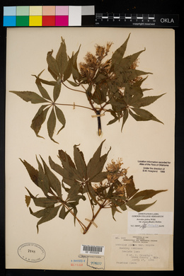 Aesculus glabra var. arguta image