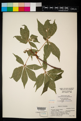 Aesculus glabra image