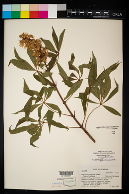 Aesculus glabra image