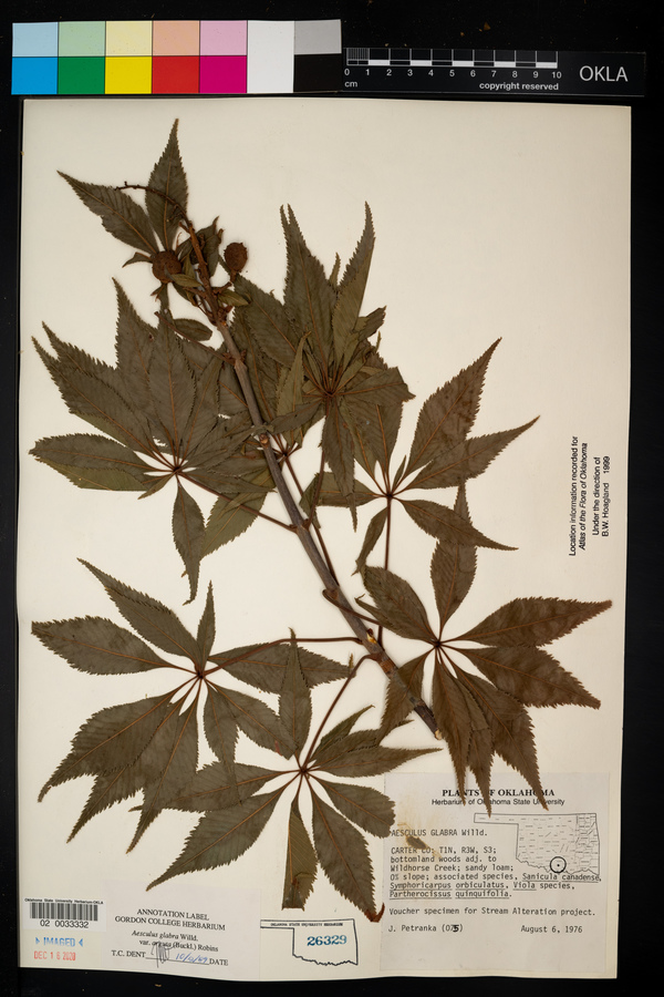 Aesculus glabra var. arguta image