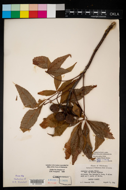 Aesculus glabra image