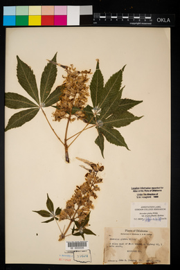 Aesculus glabra image