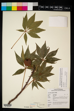 Aesculus glabra image