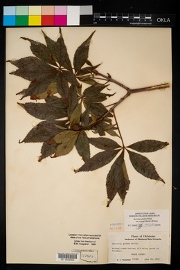 Aesculus glabra image