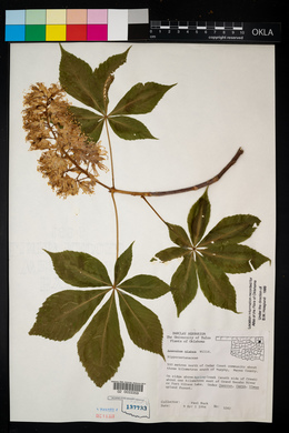 Aesculus glabra image