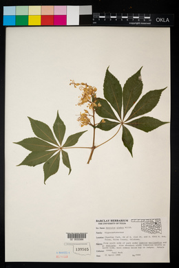 Aesculus glabra image