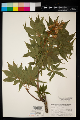 Aesculus glabra image