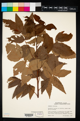 Ungnadia speciosa image