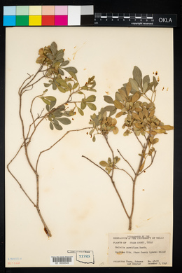 Image of Helietta parvifolia