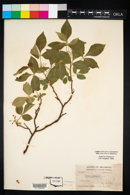 Ptelea trifoliata var. mollis image