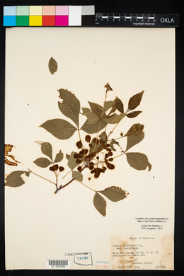 Ptelea trifoliata var. trifoliata image