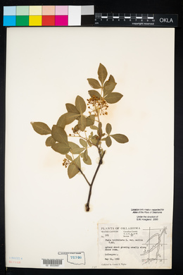 Ptelea trifoliata var. mollis image