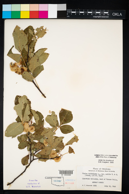 Ptelea trifoliata var. mollis image