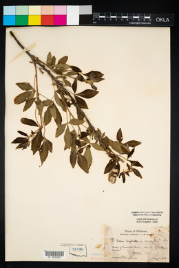 Ptelea trifoliata var. mollis image