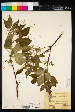 Ptelea trifoliata var. trifoliata image