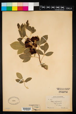 Ptelea trifoliata var. mollis image