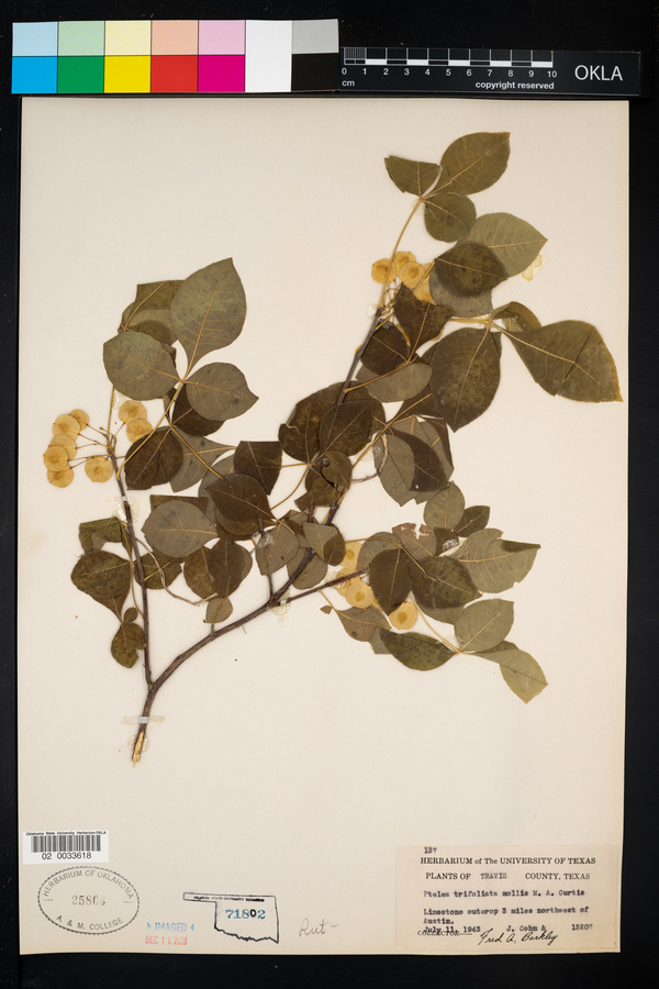 Ptelea trifoliata var. mollis image
