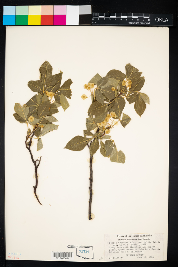 Ptelea trifoliata var. mollis image